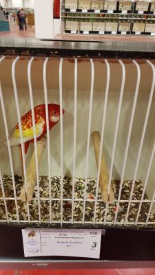 Rosellasittiche ( Platycercus eximius )